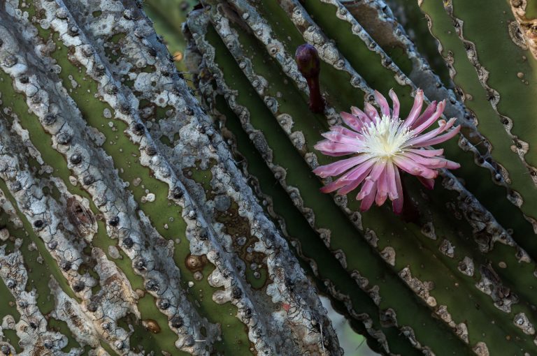 Destination Voyages aux Galápagos avec Botanica Experience