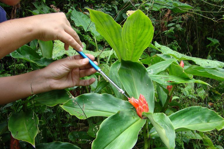 Expéditions scientifiques en Amérique du sud avec Botanica Experience