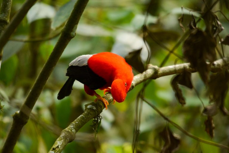 Coq-de-roche péruvien (Rupicola peruvianus) - Finca Romelia – Jardín - Flores des Andes centrales de Colombie avec Botanica Experience