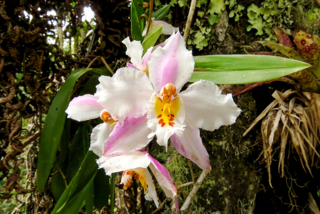 L’endémique Odontoglossum crispum in situ, Santander
