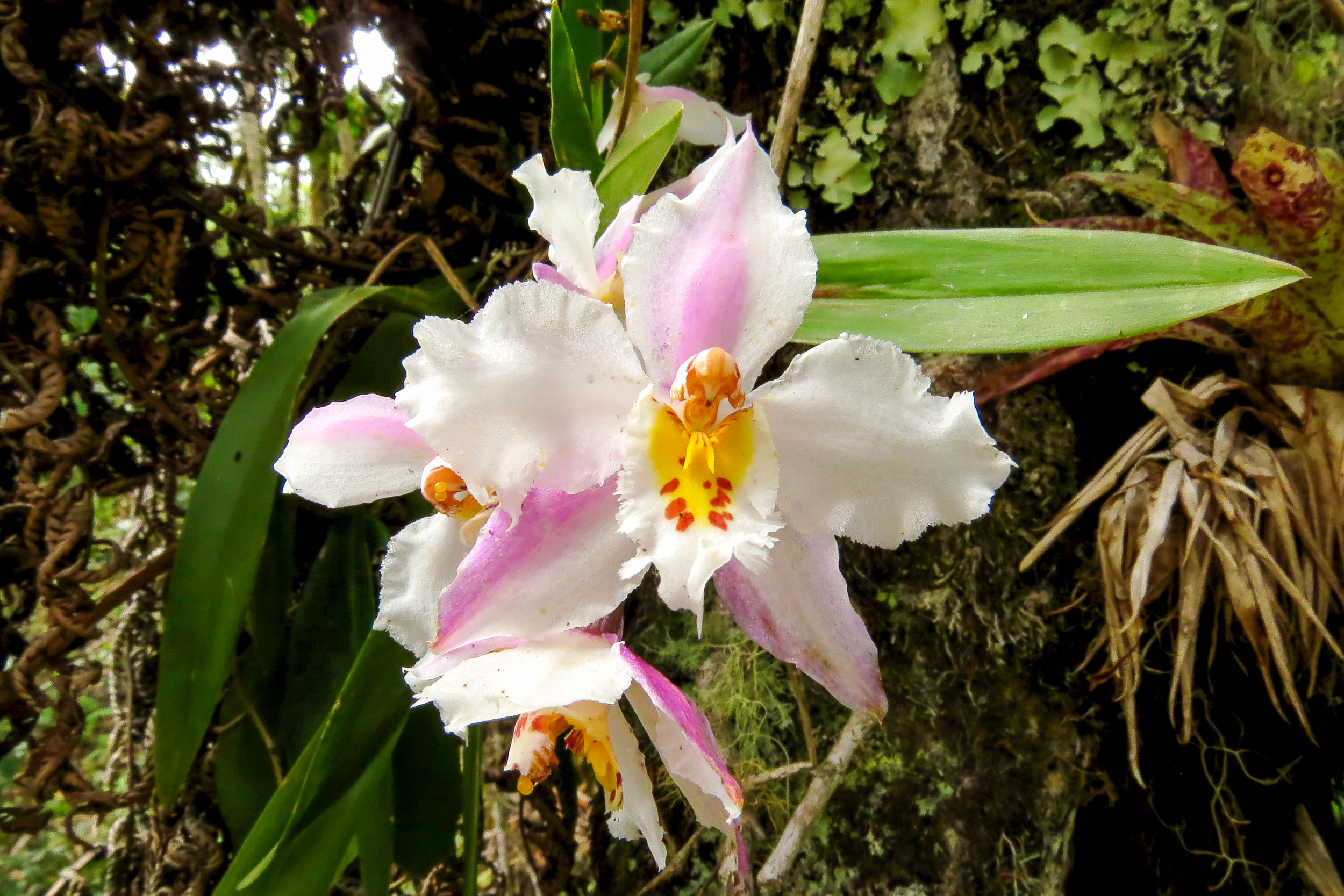 Flores des Andes centrales de Colombie