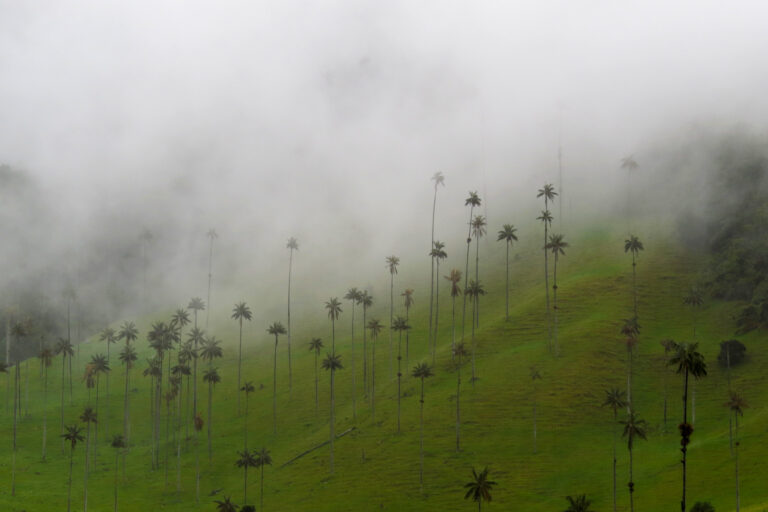 La Colombie, troisième pays le plus riche en palmier au monde ! - Par Botanica Experience