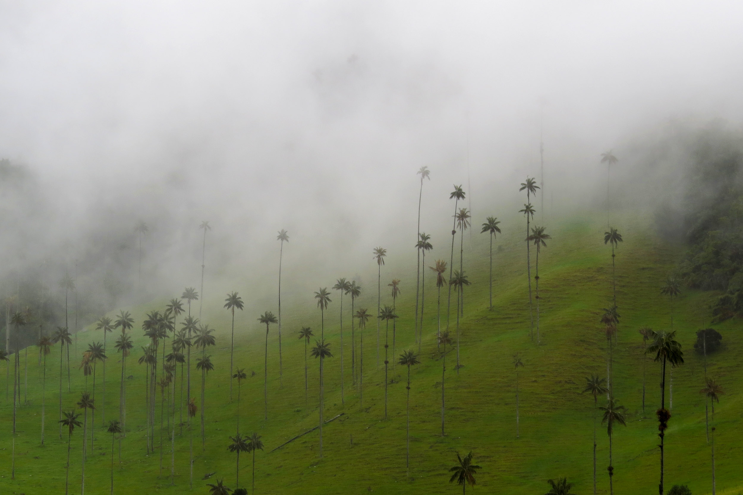 La Colombie, troisième pays le plus riche en palmier au monde !