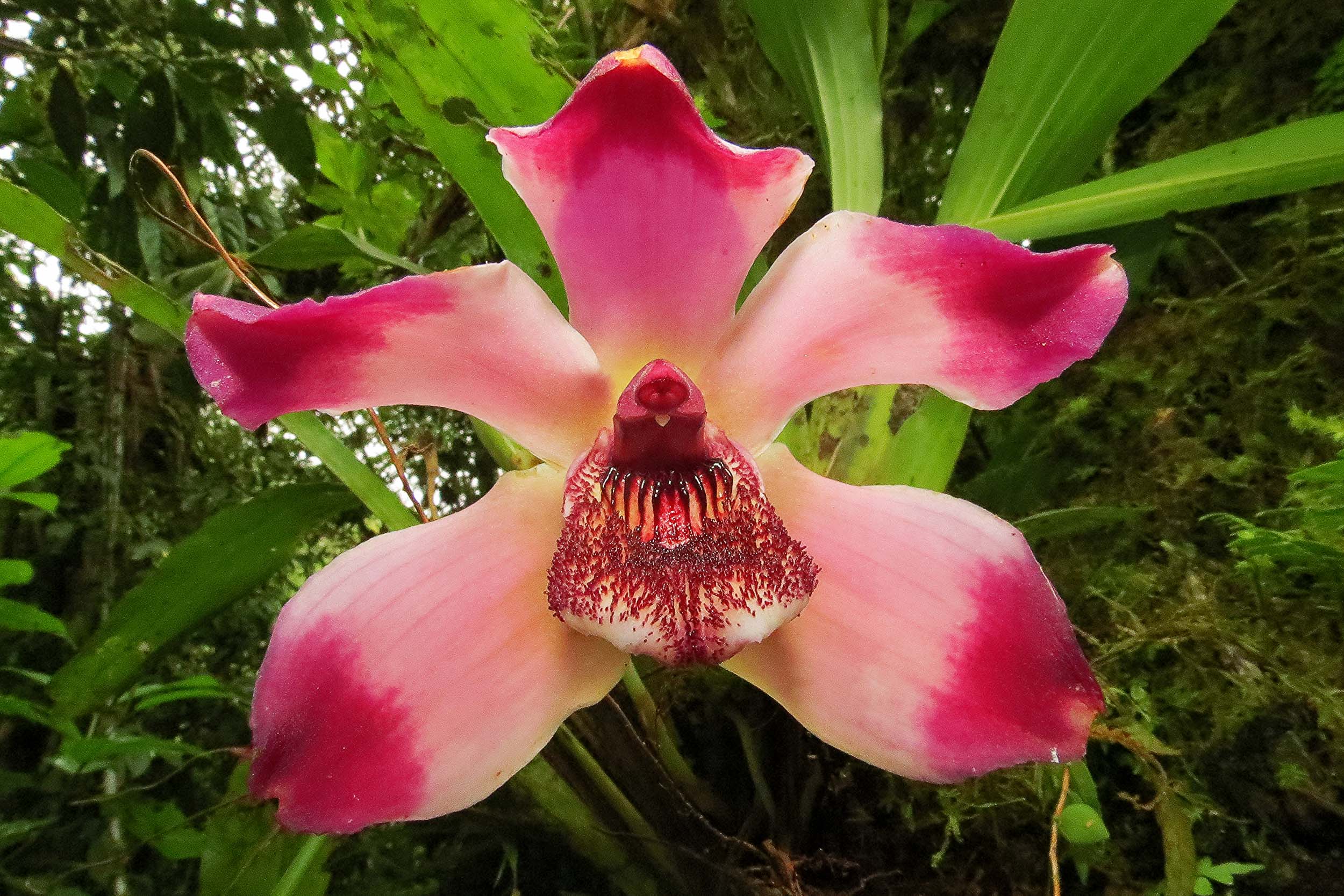 Orchidées : beautés fatales