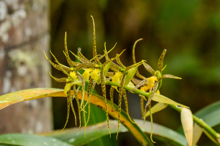 Orchidée Brassia maculata - GUANGO -BAEZA - ARCHIDONA - ÉQUATEUR : SERRE SAUVAGE avec Botanica Experience