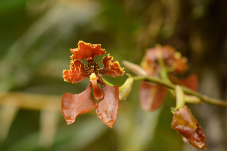 Orchidée Cyrtochilum Sp. - GUANGO -BAEZA - ARCHIDONA - ÉQUATEUR : SERRE SAUVAGE avec Botanica Experience