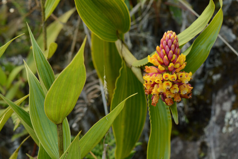 Orchidée Elleanthus myrosmatis - BAÑOS - CHIMBORAZO - ÉQUATEUR : SERRE SAUVAGE avec Botanica Experience