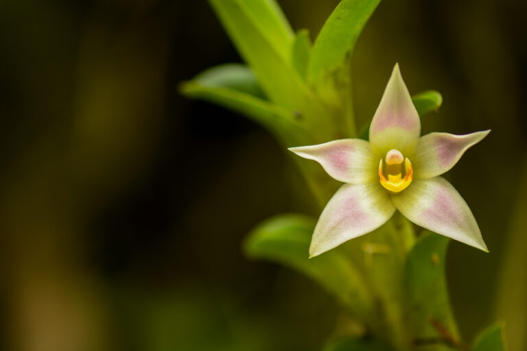 Orchidée Maxillaria sp. - VALLÉE DE TANDAYAPA – VALLÉE DE MINDO - ÉQUATEUR : SERRE SAUVAGE avec Botanica Experience
