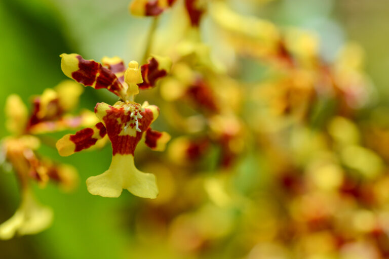 Orchidée Oncidium sp. - MALDONADO ROAD – RESERVE DRACULA - ÉQUATEUR : SERRE SAUVAGE avec Botanica Experience