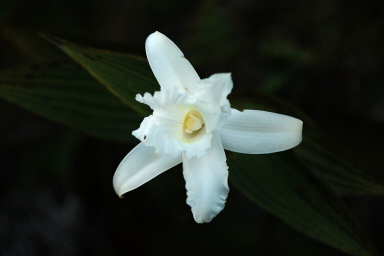 Orchidée Sobralia sp. - LE LONG DE LA RIVIÈRE PASTAZA - ÉQUATEUR : SERRE SAUVAGE avec Botanica Experience
