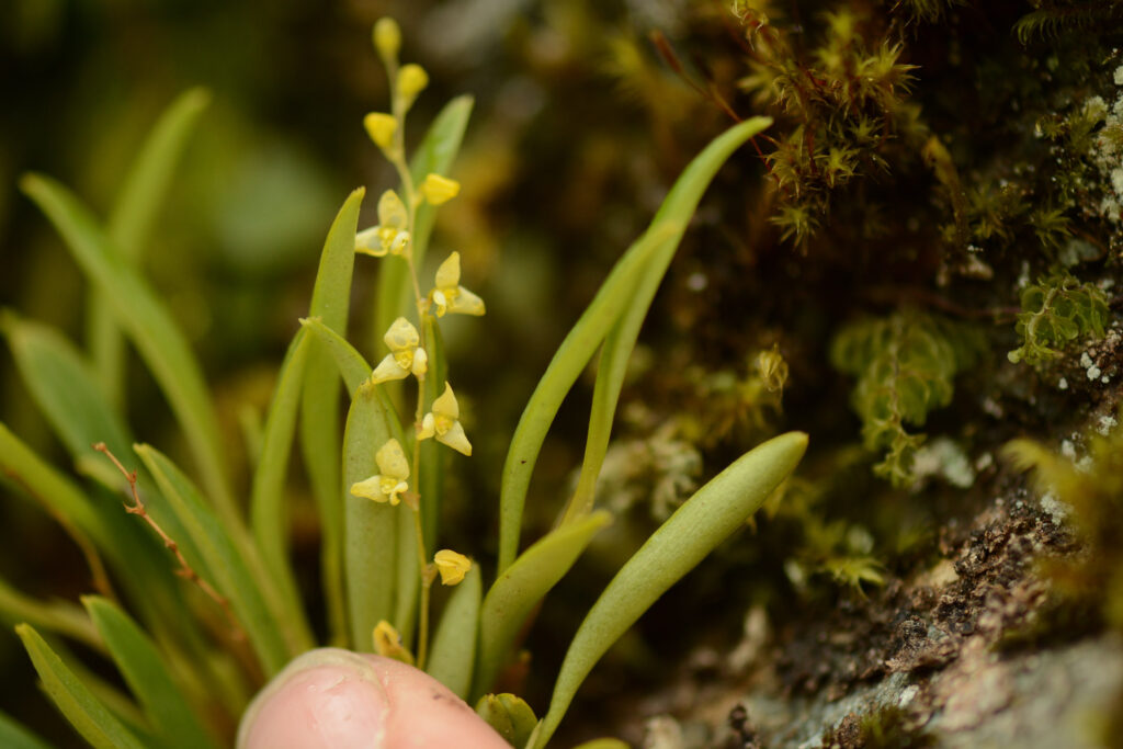 Orchidée Stelis sp. dans le Parc National Cajas - © Xavier Amigo