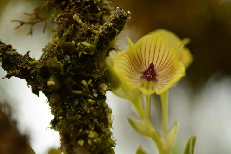 Orchidee Telipogon andicola - EN ALLANT VERS LE NORD - ÉQUATEUR : SERRE SAUVAGE avec Botanica Experience