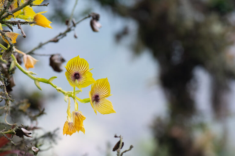 Orchidee Telipogon andicola - LES FORÊTS DE NUAGES DE TANDAYAPA - ÉQUATEUR : SERRE SAUVAGE avec Botanica Experience