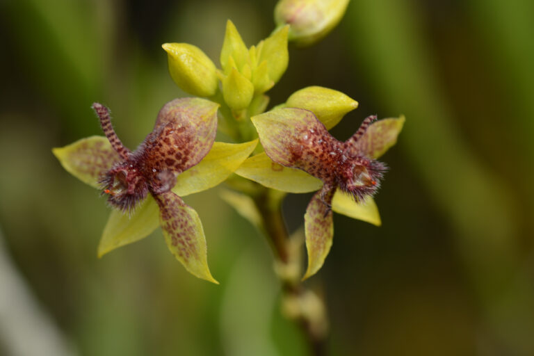 L’Equateur : Pays des Orchidées - Par Botanica Experience