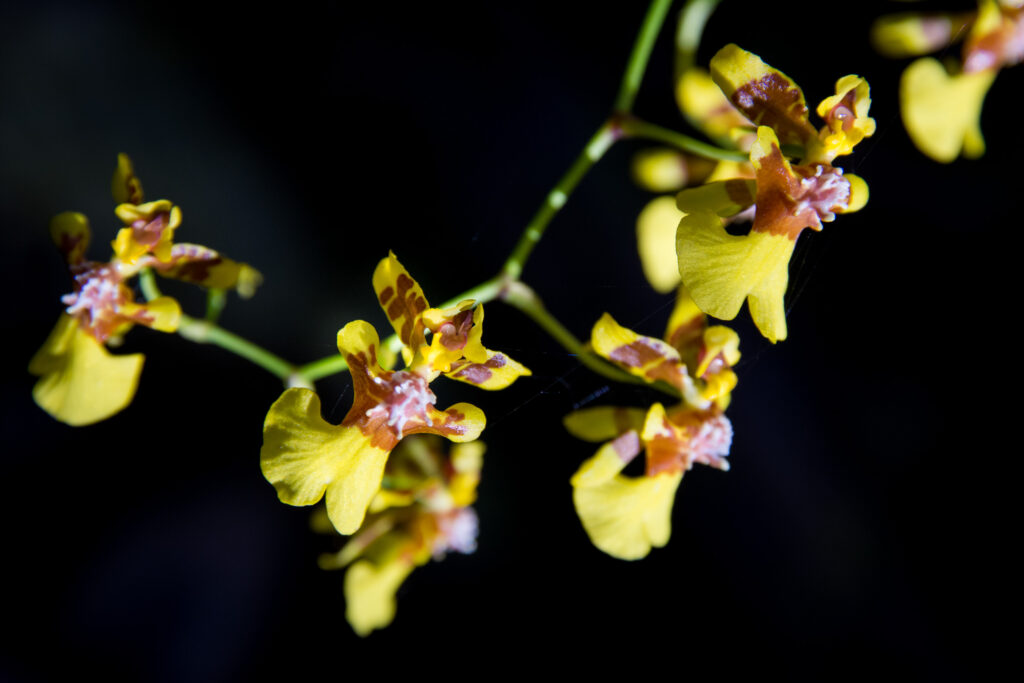 Orchidée de la forêt des nuages, Oncidium sp. - © Pierre Ferron