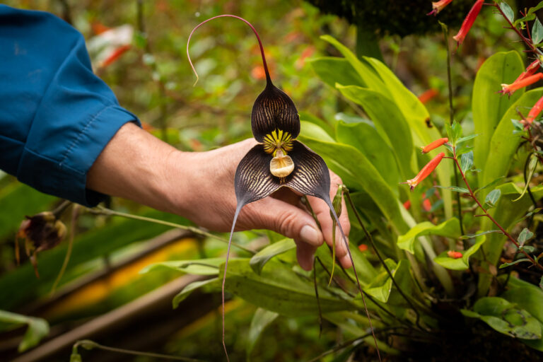 Voyages d’observation botaniques en Amérique du Sud - ÉQUATEUR : SERRE SAUVAGE avec Botanica Experience