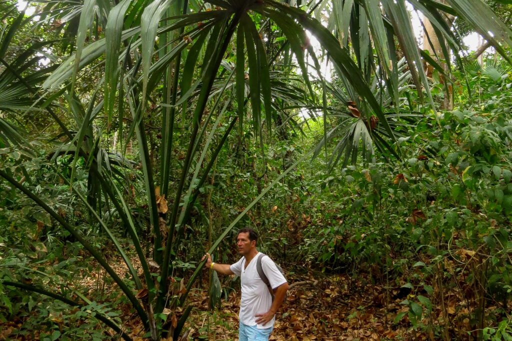 Notre passionné de palmier avec Sabal mauritiformis – Parc national Tayrona – Magdalena