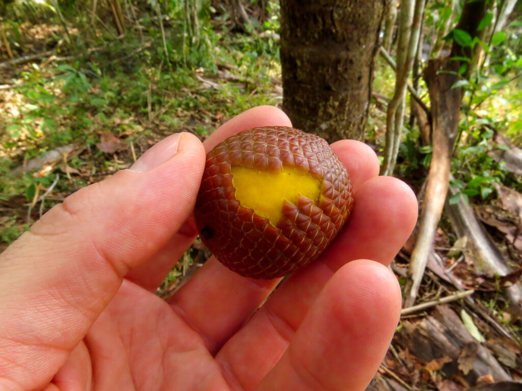 Fruits de Mauritia flexuosa a Finca Mururito – Meta