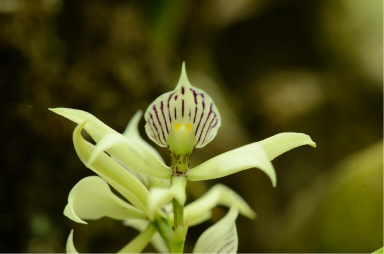 Pérou Orchidées villa Carmen - Villa Carmen - Andes du sud et Machu Picchu avec Botanica Experience