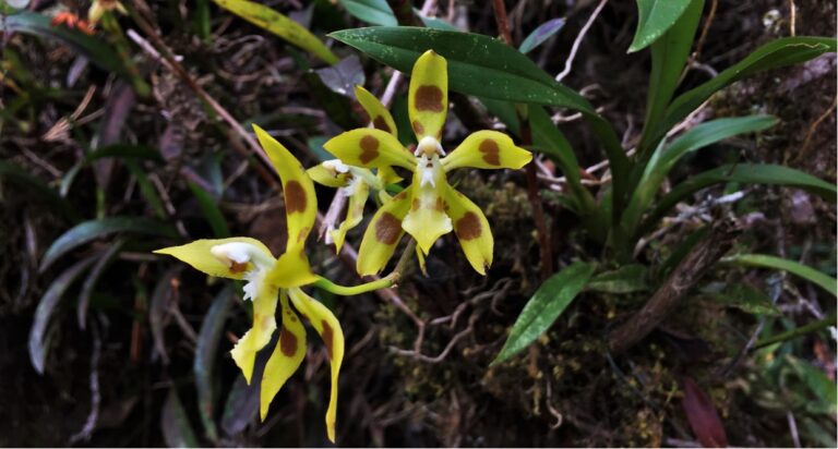Pérou Orchidées - Wayquecha Cloudforest - Andes du sud et Machu Picchu avec Botanica Experience