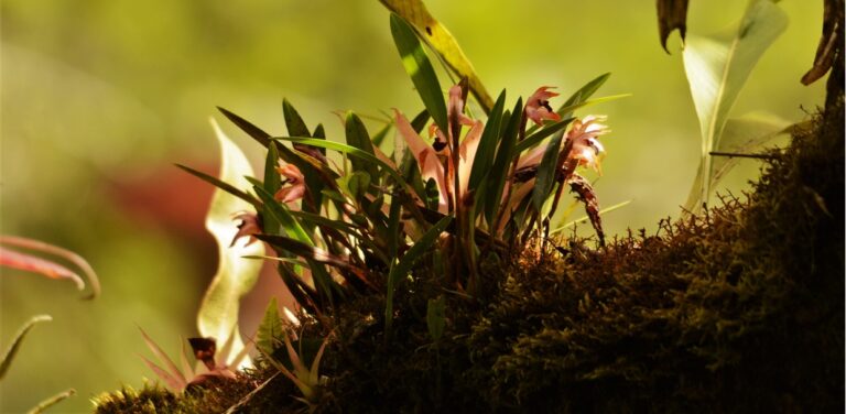 Pérou Orchidées - Route du Manu - Andes du sud et Machu Picchu avec Botanica Experience